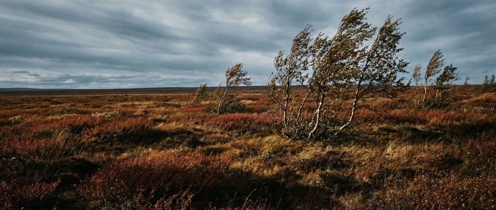 Arctic tundra in autumn, low red and orange groundcover stretching flat to a vast open horizon (8hfvj83x)
