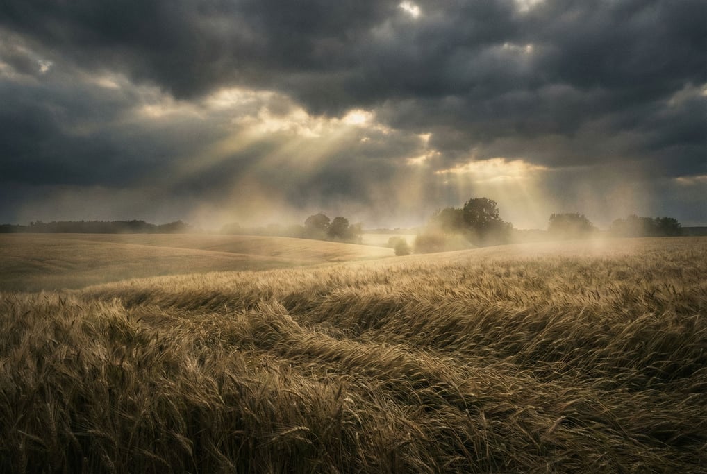 Wheat field with wind creating visible wave patterns across golden stalks, endless and hypnotic (nurjzfzr)