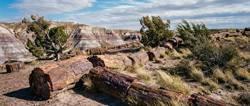 Petrified forest, fallen stone trunks scattered across painted desert (vyqj1m7q)
