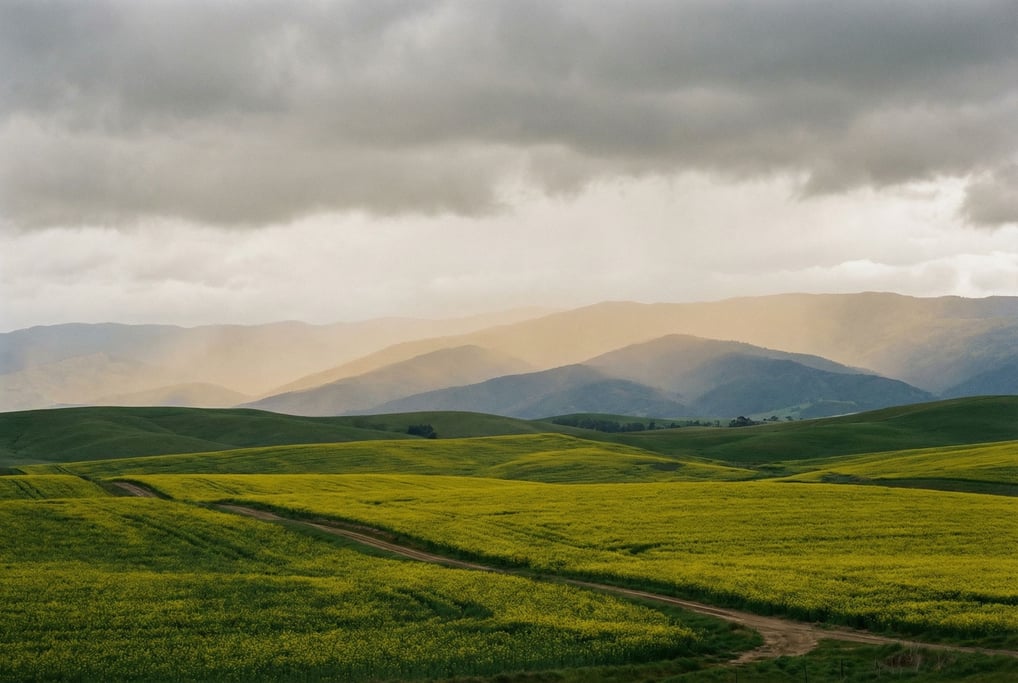 Canola fields in full bloom, vivid yellow stretching to green rolling hills under dramatic clouds (j5fjxqq)