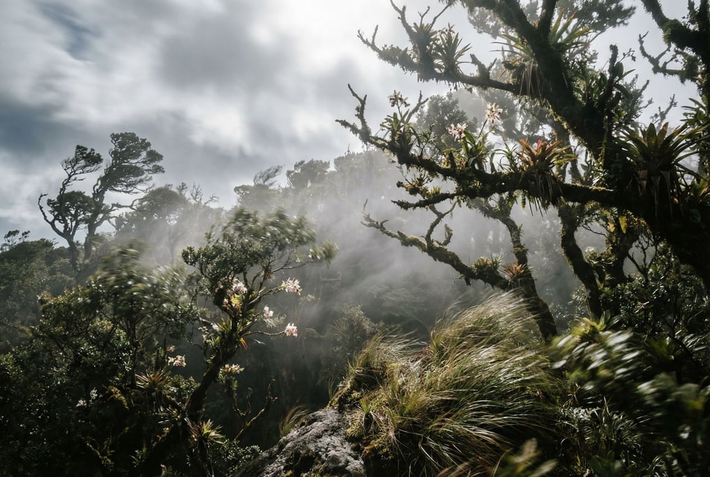 Cloud forest canopy, orchids and bromeliads growing on moss-covered branches