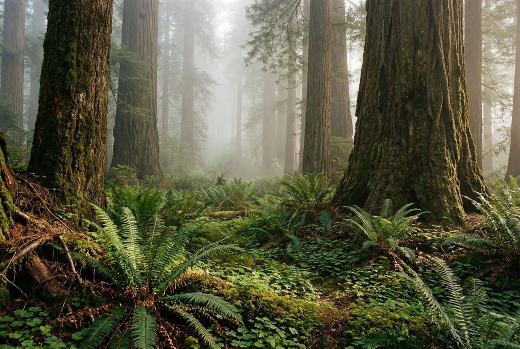 Old-growth redwood forest, massive trunks disappearing into fog (hkq5qbp0)