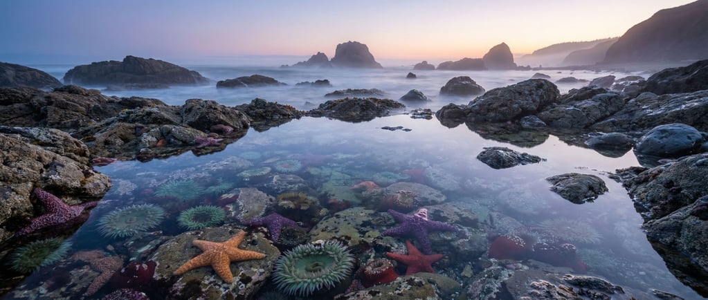 Rocky tide pool at low angle, sea anemones and starfish in shallow crystal-clear water (z)