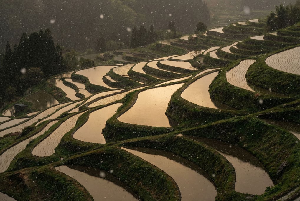 Terraced rice paddies reflecting sunset (1juscyor)
