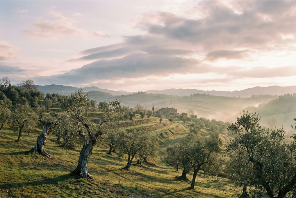 Ancient olive grove with gnarled silver trunks, golden afternoon light on a Tuscan hillside (wwymhjzi)