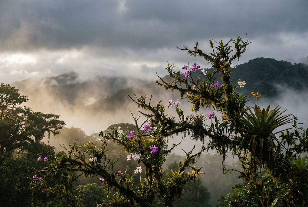 Cloud forest canopy, orchids and bromeliads growing on moss-covered branches (qferdy56)