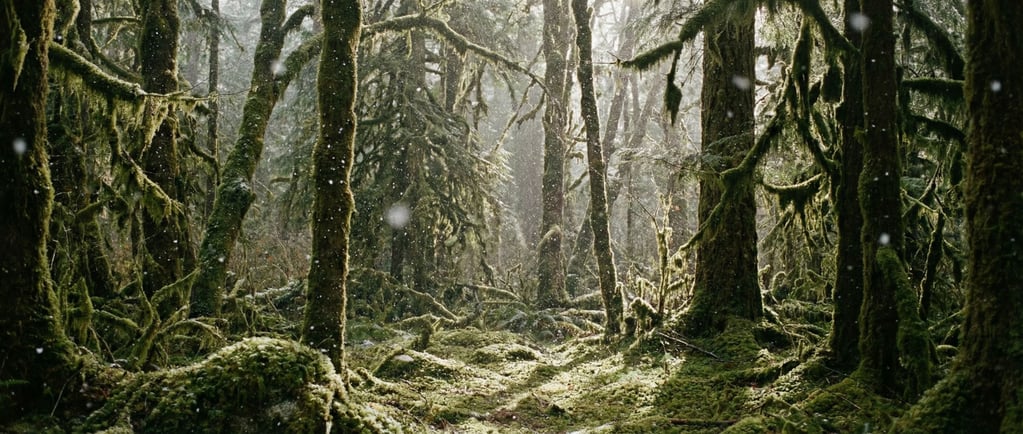 Moss-covered temperate rainforest, every surface draped in emerald green (alcovcsw)