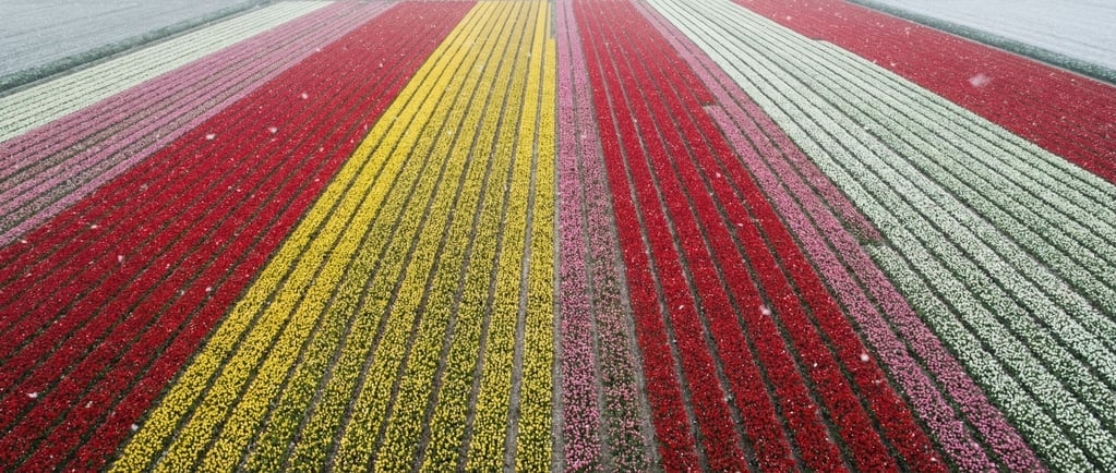 Tulip fields from directly above, bold stripes of red, yellow, pink (0shoklvy)