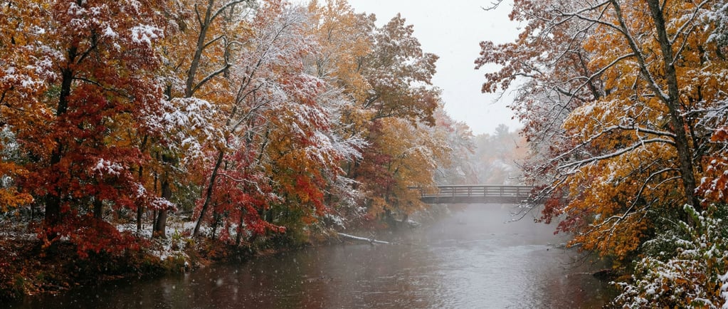 First snow settling on autumn leaves still clinging to branches, two seasons colliding in one frame (pfuv3s9)