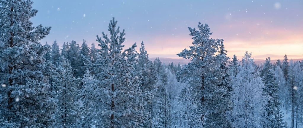 Frost-covered boreal forest at sunrise, every needle and branch outlined in delicate white crystal (rxbwvn9)
