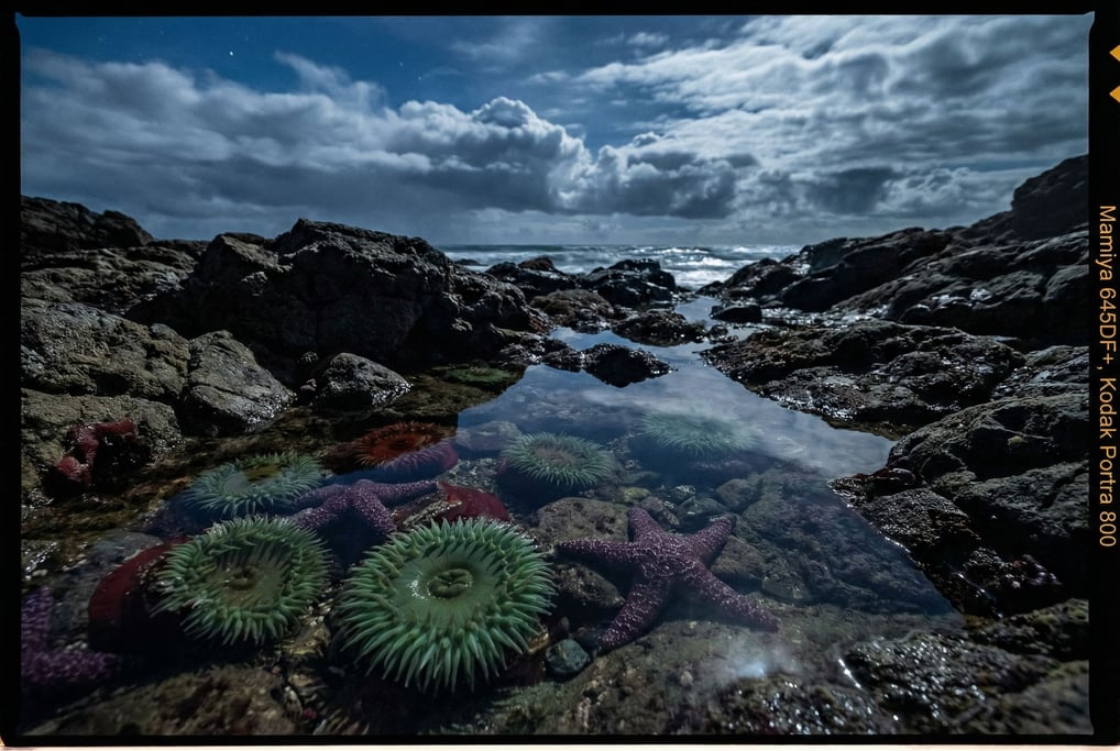 Rocky tide pool at low angle, sea anemones and starfish in shallow crystal-clear water (mkjbzdrh)
