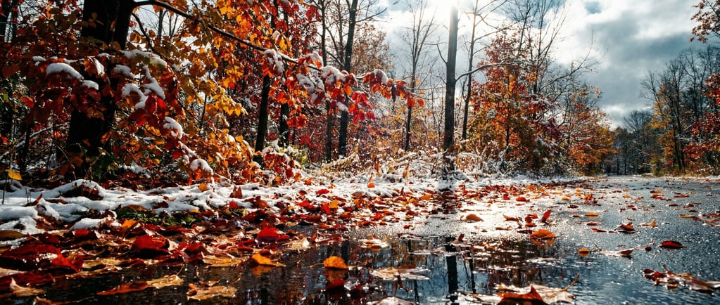 First snow settling on autumn leaves still clinging to branches, two seasons colliding in one frame (ldstgkyp)