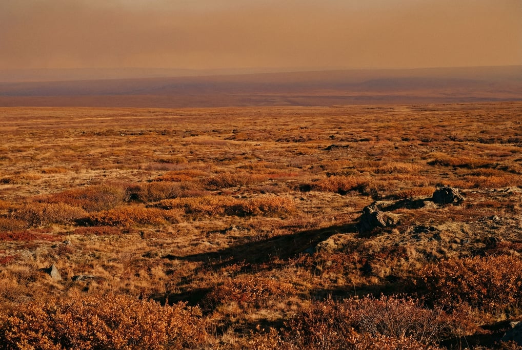 Arctic tundra in autumn, low red and orange groundcover stretching flat to a vast open horizon (5x7wymcr)