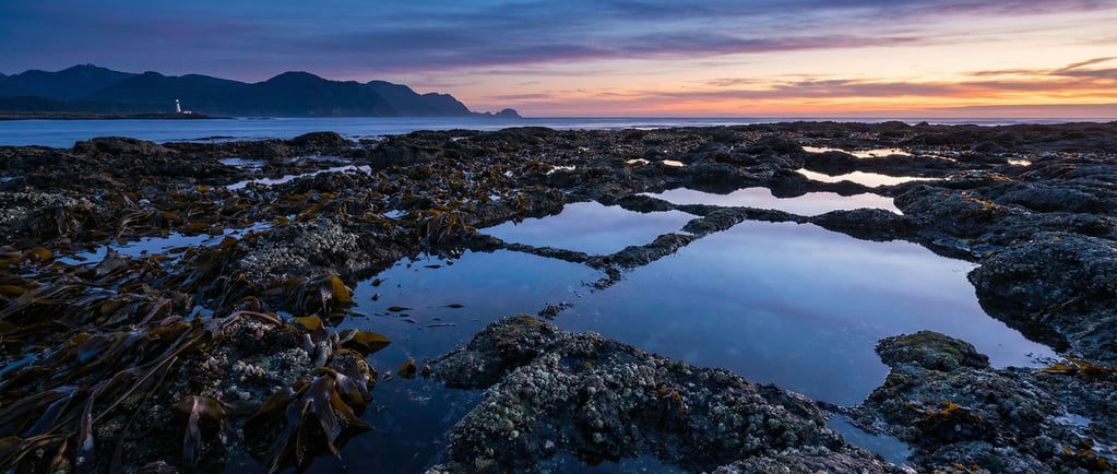 Wave-cut platform at very low tide, tide pools and kelp exposed, rocky shoreline geometry (zs9lcdar)