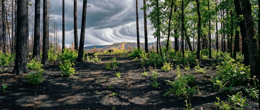 A burned forest regenerating, blackened trunks with bright green new growth pushing through ash-cove
