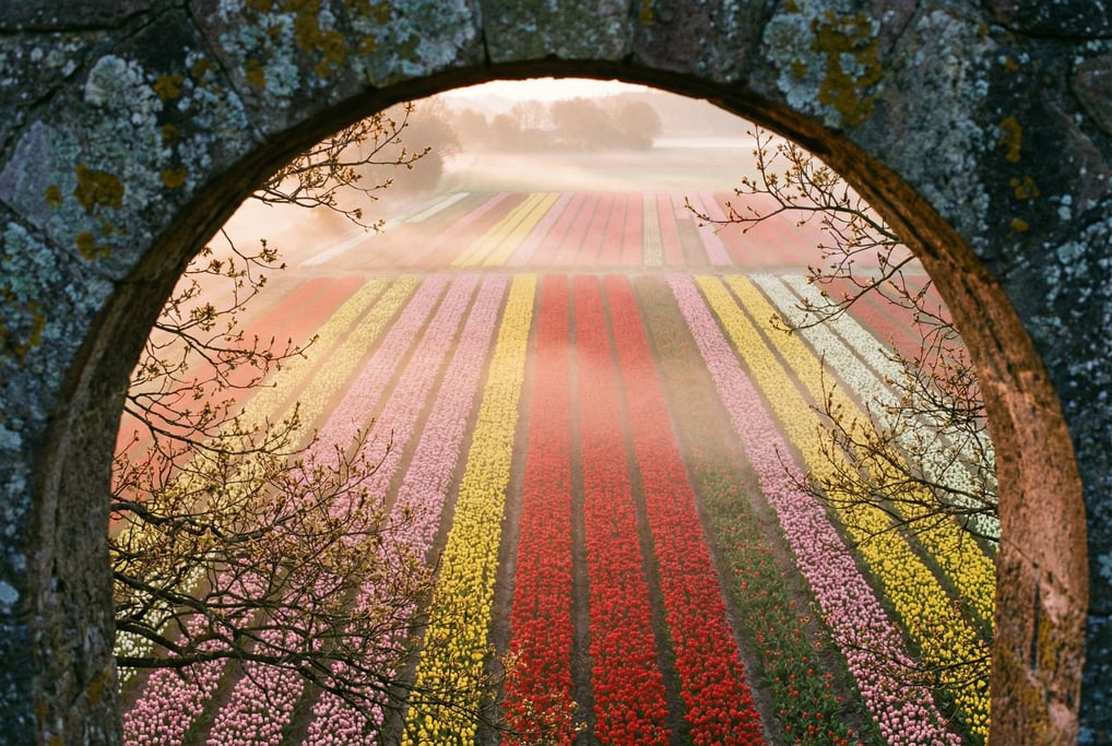 Tulip fields from directly above, bold stripes of red, yellow, pink (fc8nhqja)