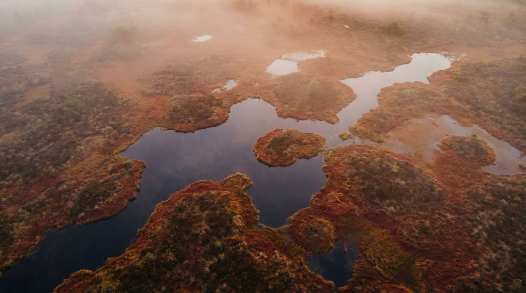 Peat bog at dawn, pools of dark water between hummocks of sphagnum moss, mist hanging low