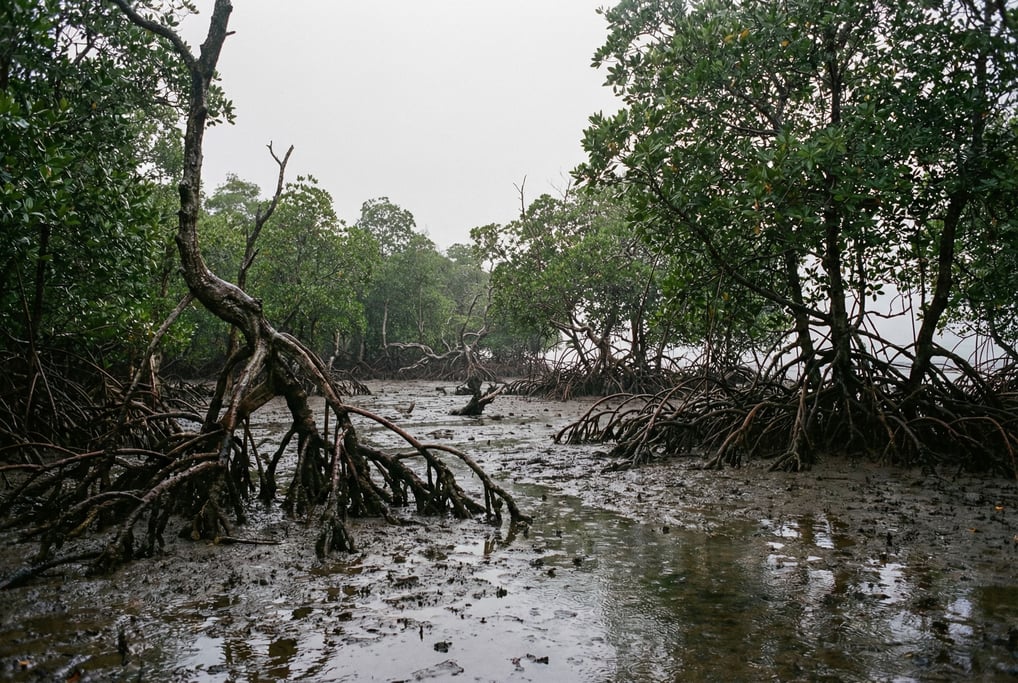 Mangrove forest at low tide, twisted root systems exposed above dark mud (0whugqk)