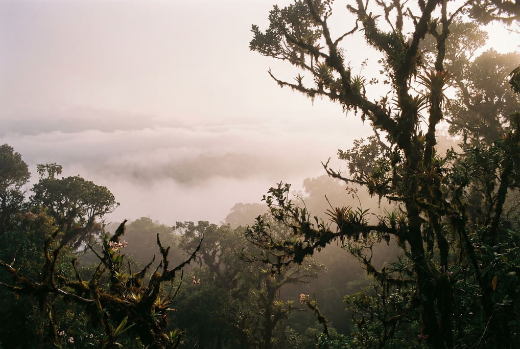 Cloud forest canopy, orchids and bromeliads growing on moss-covered branches (twaa46o6)