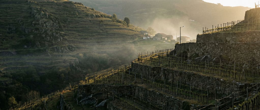 Vineyard rows on steep hillside terraces (p1htcecq)