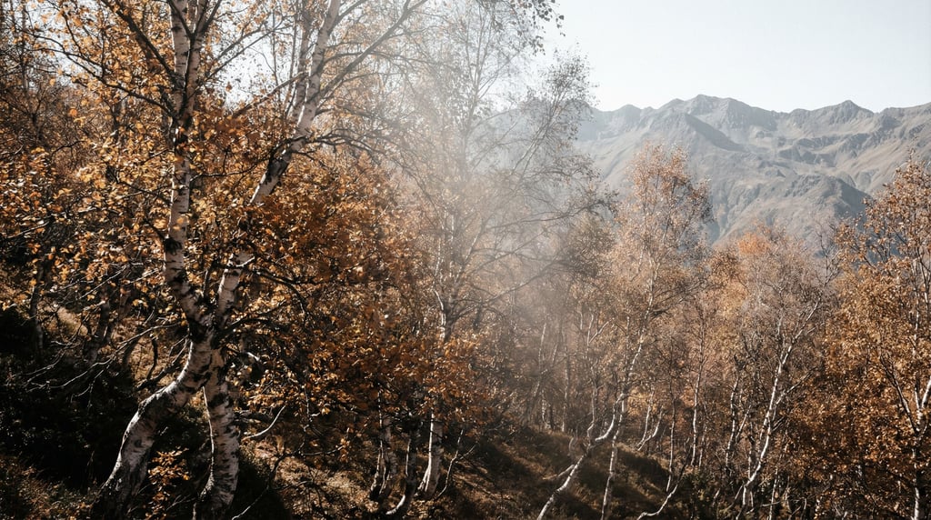 A birch forest in peak autumn, golden leaves against white bark (0)