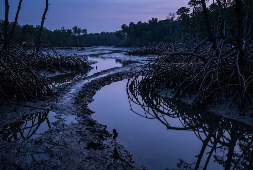 Mangrove forest at low tide, twisted root systems exposed above dark mud (9kxiagu0)