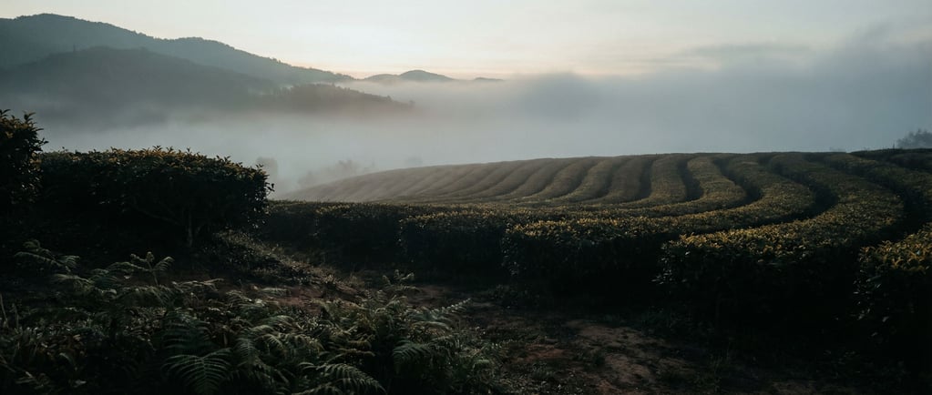 Tea plantation on misty mountain slopes, neat rows of green bushes curving along contours into fog (ivvmbncy)
