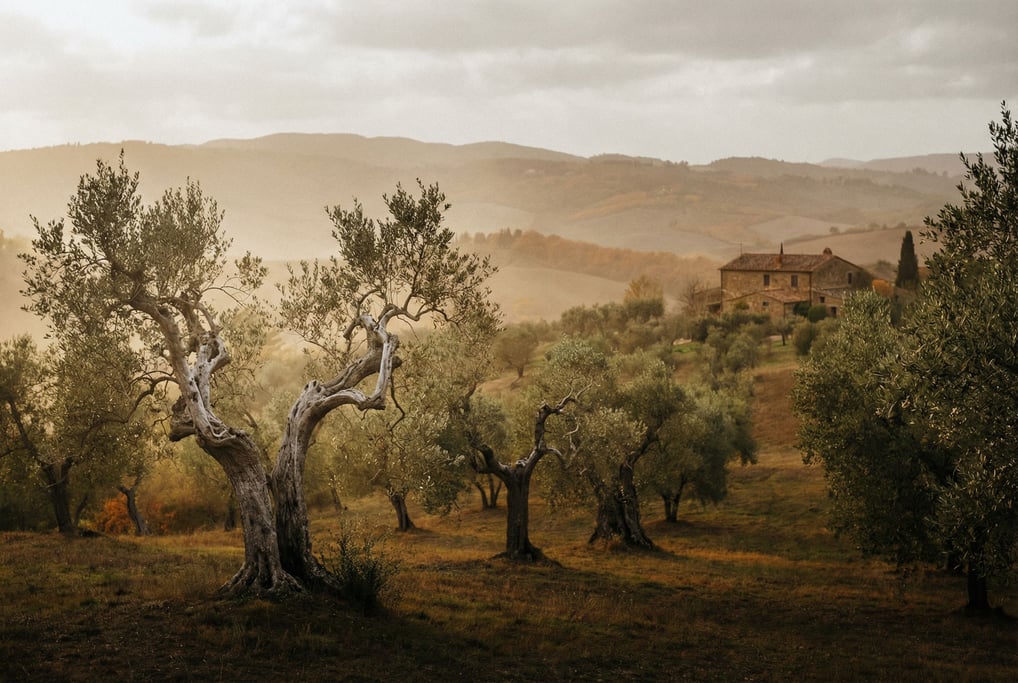 Ancient olive grove with gnarled silver trunks, golden afternoon light on a Tuscan hillside (rb7ateuc)
