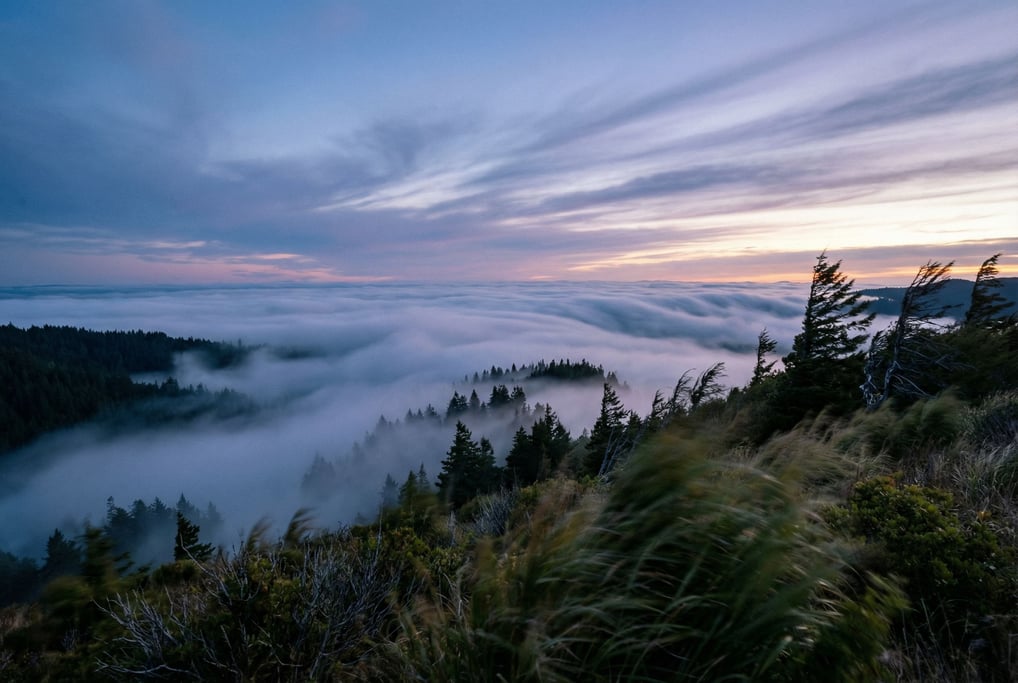 Fog filling a mountain valley at sunrise, treetops poking through like dark islands in a white sea (a)