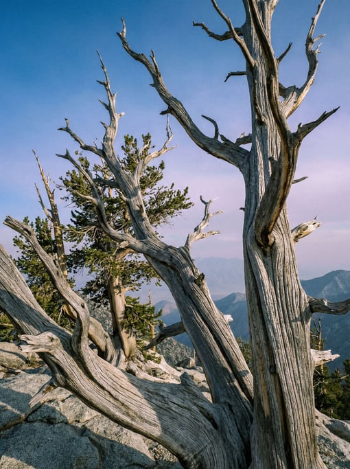 Ancient bristlecone pines clinging to a windswept granite ridge in California's White Mountains