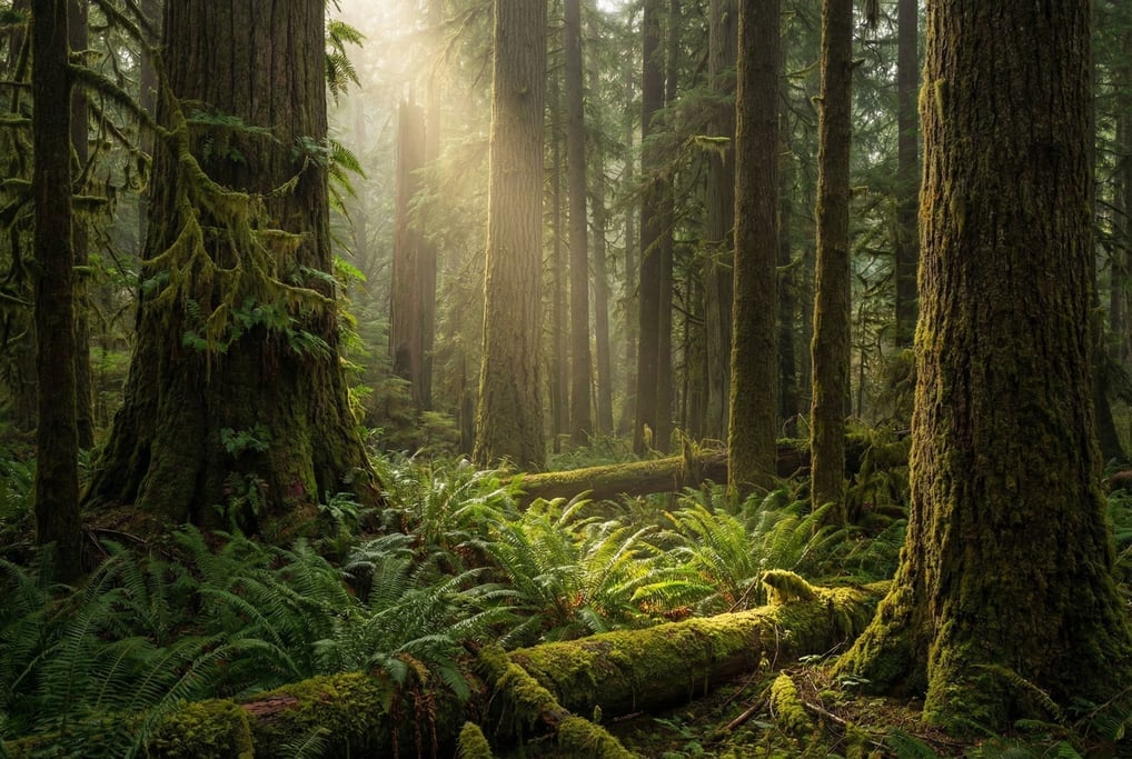 Dense temperate rainforest in the Pacific Northwest