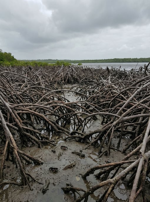A mangrove forest at low tide