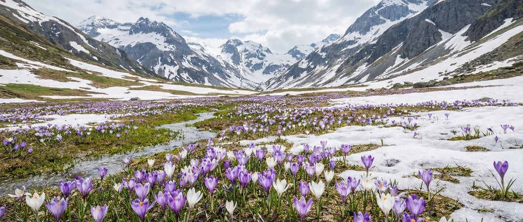 A mountain valley floor carpeted in wild crocus in purple and white after snowmelt