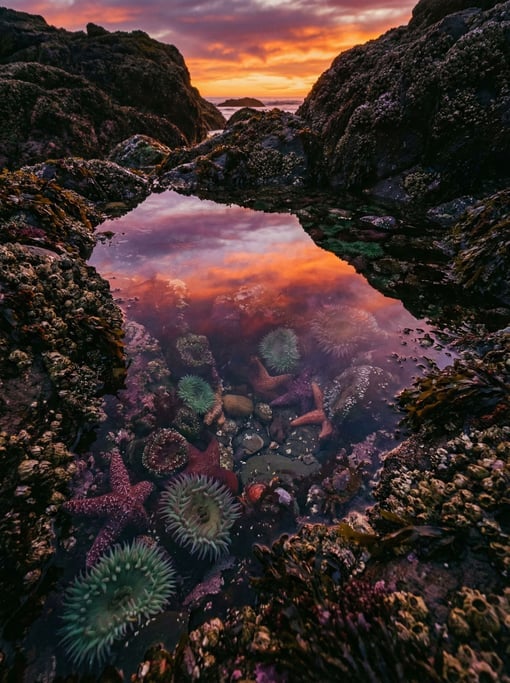 A tide pool at sunset