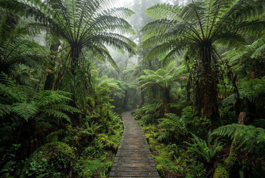 A valley of giant ferns in New Zealand