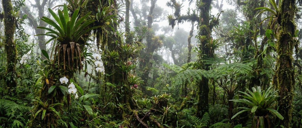A mountain cloud forest in Costa Rica