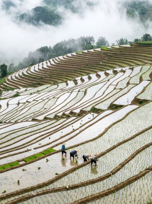 Terraced rice paddies in Mu Cang Chai