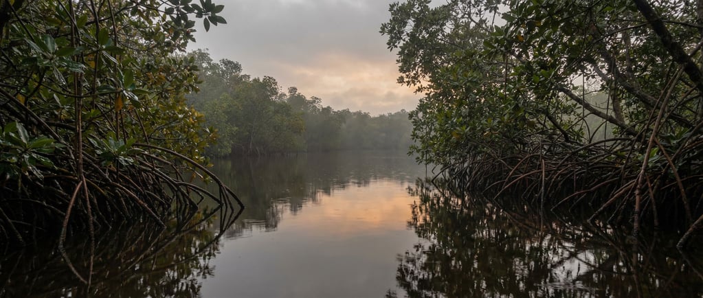 Mangrove-lined estuary at golden hour, still water reflecting tangled roots and warm sky (sdvfs4xe)