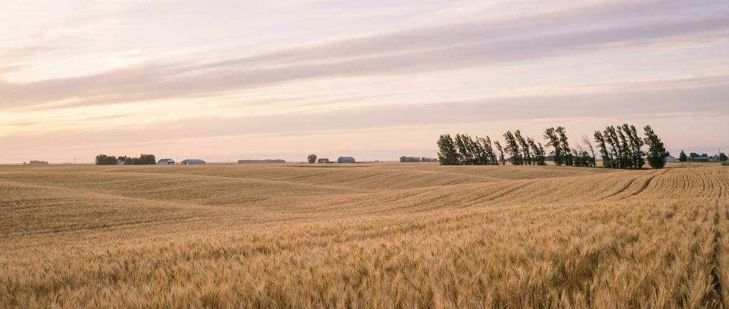 Wheat field with wind creating visible wave patterns across golden stalks, endless and hypnotic (osmxysay)