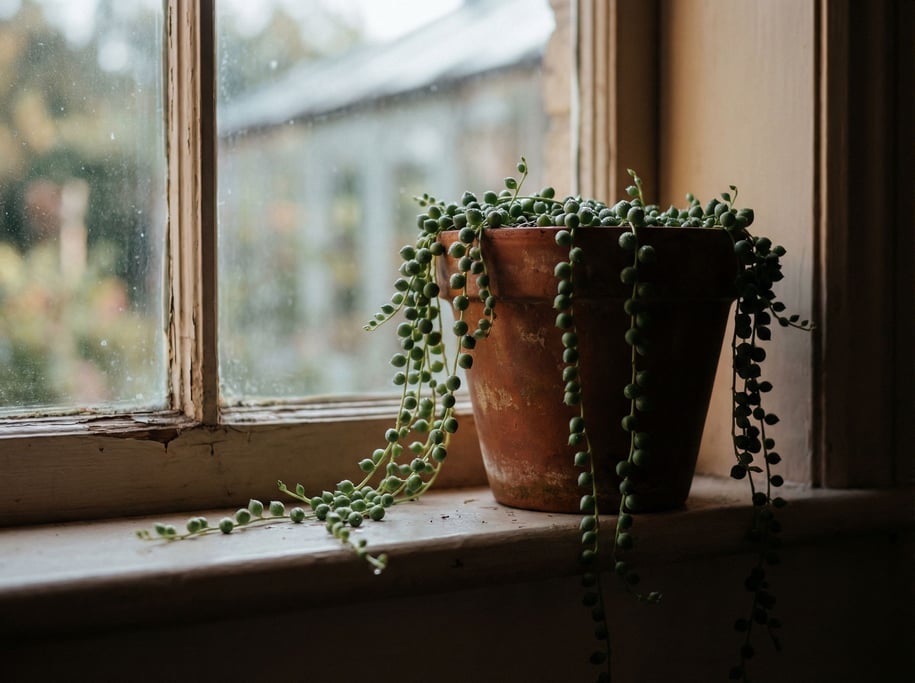 A terracotta plant pot with a trailing string-of-pearls succulent, morning windowsill light