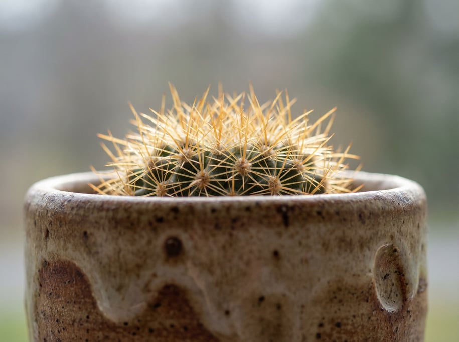 A small cactus in a hand-thrown ceramic pot, spines catching backlight, creating a halo effect