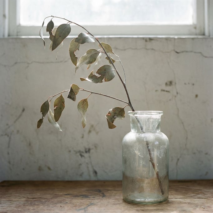 A single eucalyptus branch in a clear glass vase, backlit against a pale gray wall (qnl1mx7j)