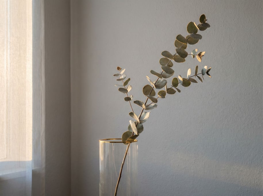 A single eucalyptus branch in a clear glass vase, backlit against a pale gray wall