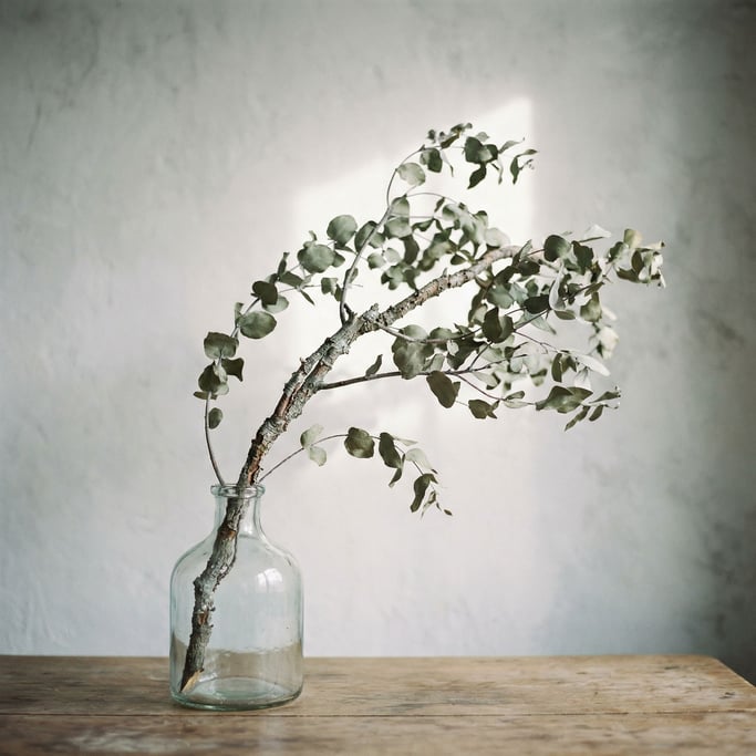 A single eucalyptus branch in a clear glass vase, backlit against a pale gray wall (ls7vc1mp)