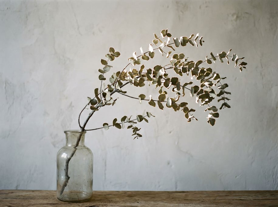 A single eucalyptus branch in a clear glass vase, backlit against a pale gray wall (opgescuv)