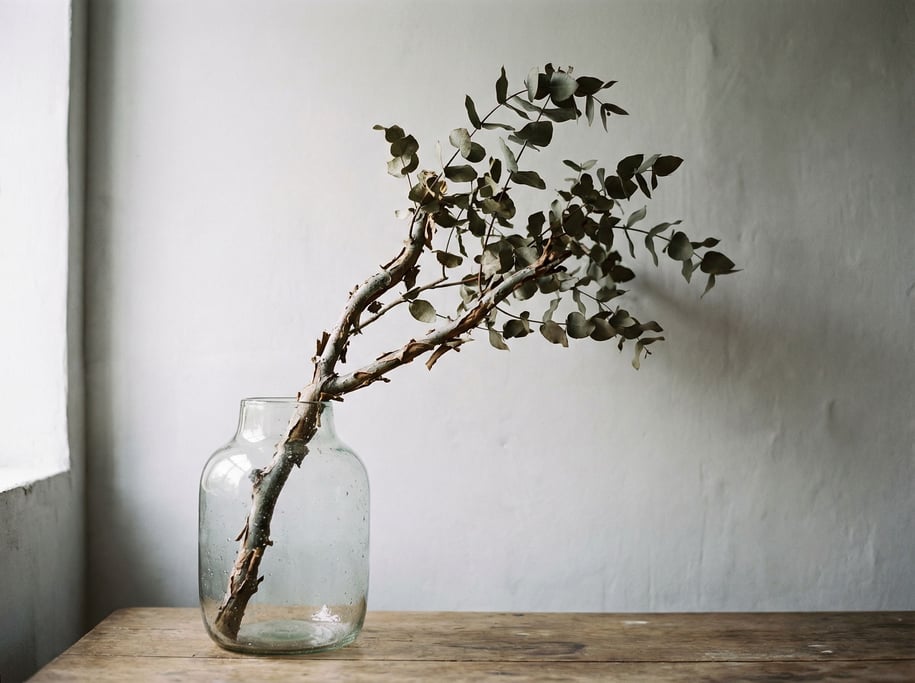 A single eucalyptus branch in a clear glass vase, backlit against a pale gray wall (zrxzys9u)