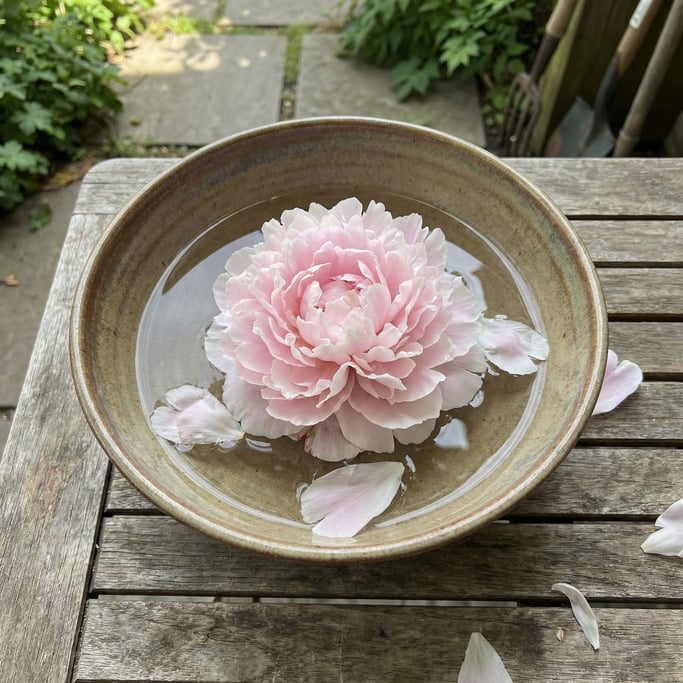 A single peony in full bloom in a wide ceramic bowl, petals soft and falling, overhead perspective (gpqnkgyr)