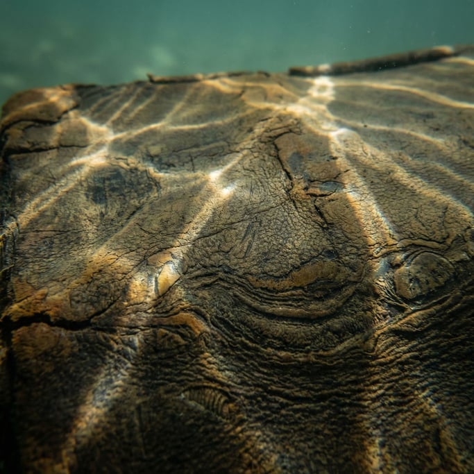 Detail photograph of Worn leather surface showing natural grain, scratches (dwo5bza5)