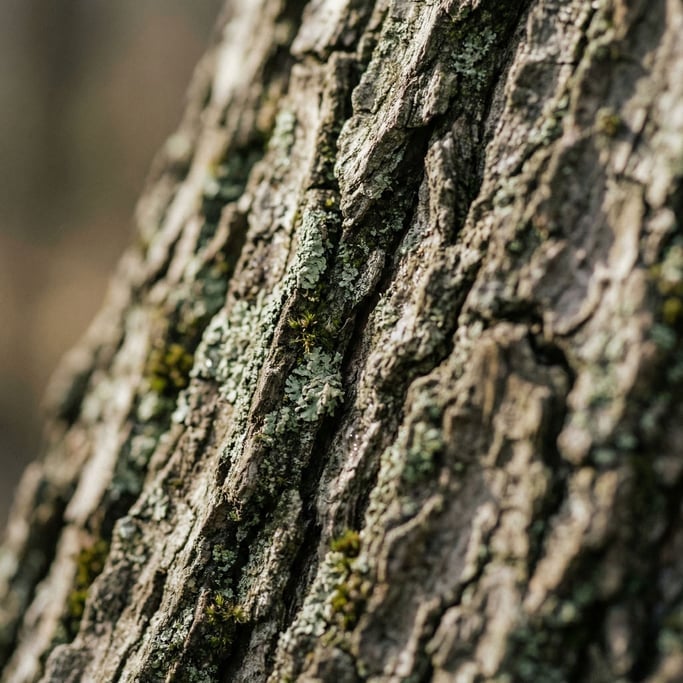 Extreme close-up of Tree bark in extreme macro (9mdozwi0)