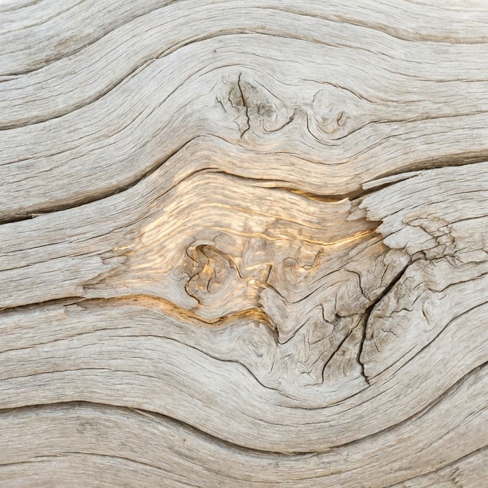 Sun-bleached driftwood grain, salt-worn smooth, silver-white with cracks and knots (1ycrcmr)